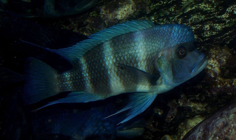 Cyphotilapia gibberosa 'Ikola'